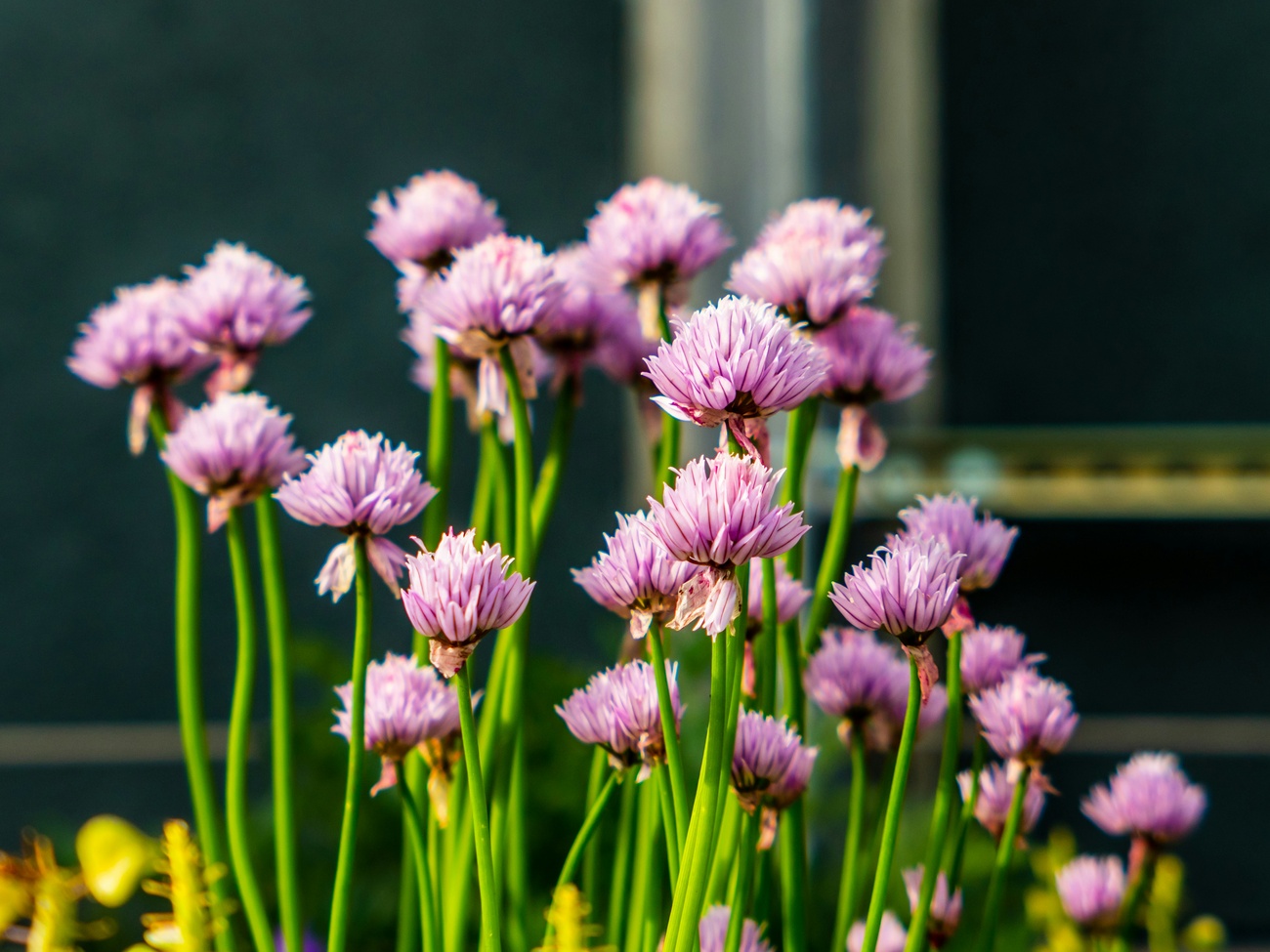 Purple chive flowers glowing in warm sunlight
