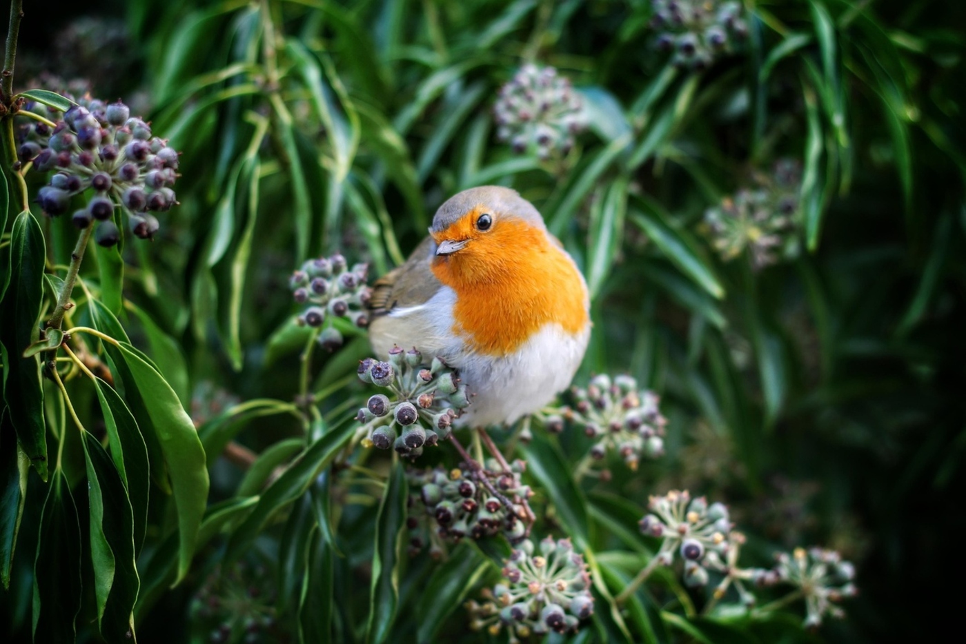 A robin perched among ivy berries and green leaves