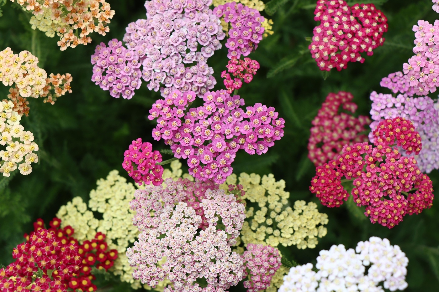 Pink, white and yellow yarrow flowers growing closely together